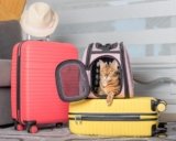 National Pet Travel Safety Day 2024: When Is It & Useful Tips
