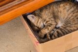 Do Cats Hibernate? Important Facts & FAQ