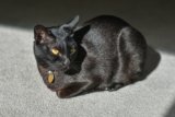 Mandalay Cat: Pictures, Care, Traits & Info