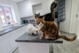 Why I Allow Our Cats on the Countertops: Dr Karyn’s Perspective