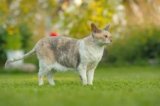 Cornish Rex Price: What They Cost in 2024