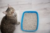 Bugs in Cat Litter Box: Vet-Approved Safety Guide