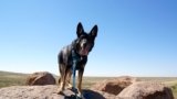 Dog Friendly Off-Leash Hiking On Federal Lands