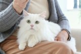 11 Senseless Cat Owner Sins According To Vets