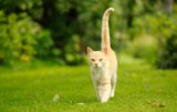 How Much Exercise Does Your Cat Need? Facts & Benefits