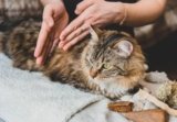 Veterinary TCM (Traditional Chinese Medicine): Our Vet Explains How It Helps Cats