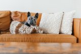 Best Dog Breeds for Small Apartments – P.L.A.Y.