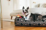 Recovering from Surgery? 8 Tips to Make Crate Rest Bearable – P.L.A.Y.