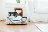 How to Spot Stress in Family Pets – P.L.A.Y.