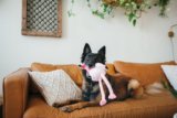 How to Make Your Pet Look Their Best in Photos – P.L.A.Y.