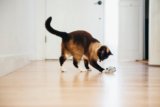 5 Ways to Encourage Your Cat to Drink More Water – P.L.A.Y.