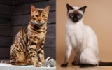 Bengal Siamese Mix: Pictures, Care, Traits & Info