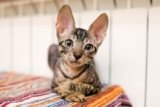 Cornish Rex Lifespan: How Long Do They Live? Vet-Reviewed Facts