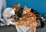 Why I Love to Talk About My Cats: Dr. Karyn Tells Us More