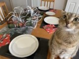 Catster’s Guide to Winter Holiday Hazards (With Safety Tips)