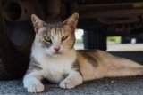 Can a Feral Cat Be Domesticated? Read Before You Bring One Home