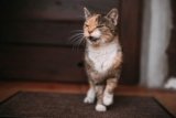 Do Cats Get Mad When You Leave? Feline Feelings Explained