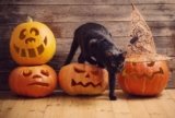 11 DIY Cat Halloween Decorations You Can Make Today (With Pictures)