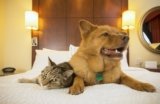 10 Pet-Friendly Hotels in Santa Barbara (2024 Update)