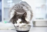 How Often Should You Wash a Cat’s Food & Water Bowls? FAQ & Tips