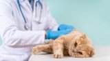 Anal Sac Disease in Cats: Causes, Signs & Treatments (Vet Answer)