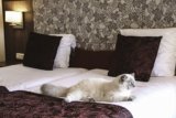 10 Pet-Friendly Hotels in South Lake Tahoe (2024 Update)