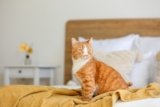 8 Pet-Friendly Hotels in San Antonio, TX (2024 Guide)