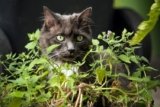 Can You Grow Catnip at Home? Here’s Our Guide & Tips