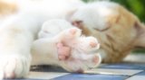 Do Cat Paw Pads Change Color? Vet-Approved Facts & FAQ