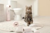 How to Cat Proof a Toilet Paper Holder: Explanation & Tips