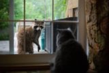 Can Cats and Raccoons Mate? Vet-Approved Facts & FAQ