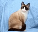 Snowshoe Ragdoll Cat Info: Pictures, Temperament & Traits