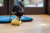 Preventing Your Dog from Chewing Skirting Board – P.L.A.Y.