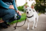 Exploring the Hidden Health Perks of Walking Your Dog – P.L.A.Y.