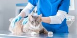 IBS In Cats: Our Vet Explains Causes, Signs & Treatments