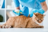 National Microchipping Month 2024: When & What It Is