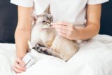 What Is Apoquel for Cats Used For? Our Vet Explains